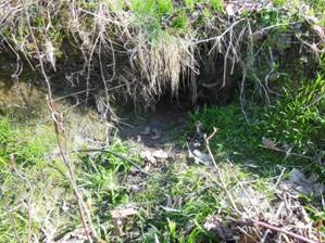 Otter holt entrance adjacent to River Almond