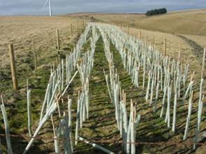 Hedgerow planting