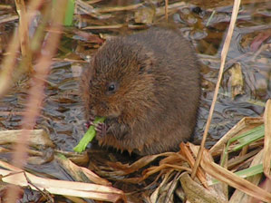 Water vole feeding