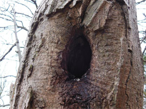 Woodpecker hole