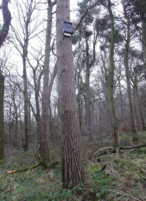 Bat box in position