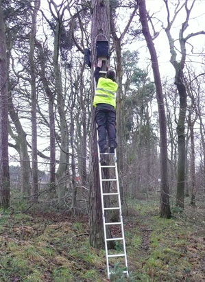 Installing a bat box
