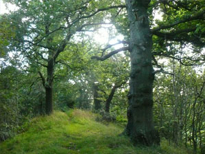 South Polmont mature oak