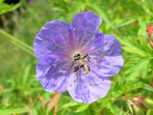 Meadow cranesbill abundant in tall herb communities adjacent to the River Tweed