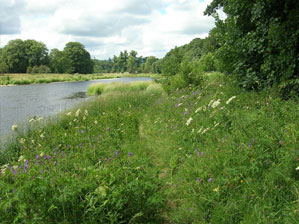 Tall herb communities along the River Tweed