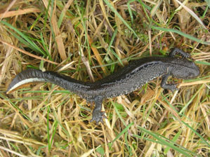 Species such as great crested newt require to be identified at an early stage in order to ensure legal
compliance