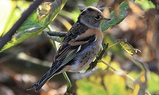 Brambling
