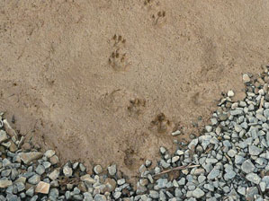 Otter footprints
