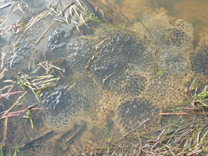 Frogspawn in pond at Whitmuir Farm