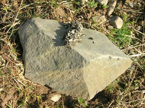 Otter spraint with frog bones at pond during amphibian breeding season