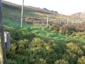 Wildcat camera trap on an area of high rabbit activity