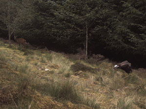 Buzzard and roe deer early afternoon in forest ride at second camera location