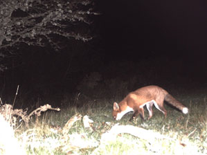 Fox scavenging on bait at third camera location