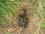 Badger dung pit