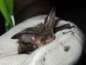 Plecotus