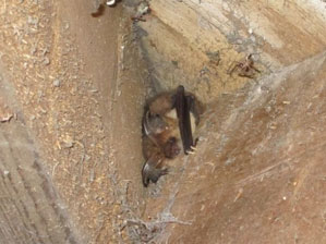 Roosting Plecotus