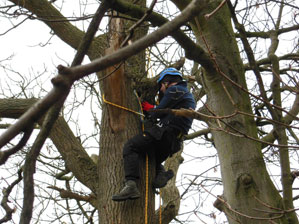 Aerial bat survey