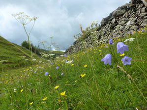 Species rich grassland in the Scottish Borders