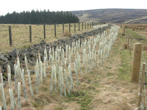 Practical habitat creation at wind farm site