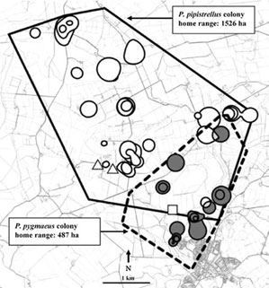 Home Range Analyses