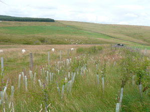 Carcant hedge planting