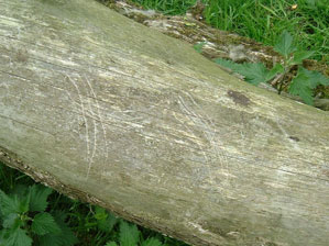 Badger scratch marks near main sett
