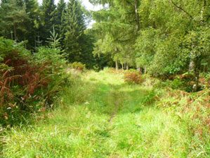 Urban woodland path