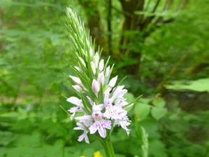 Common spotted orchid