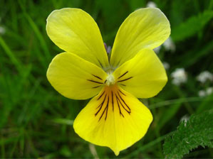  Mountain pansy Viola lutea