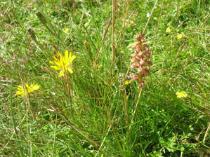 Frog orchid Coeloglossum viride in species rich grassland at proposed wind farm site in the Scottish Borders