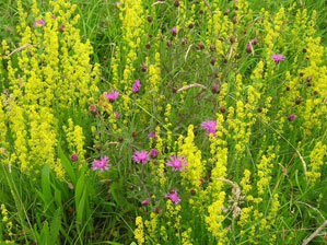 Ladys bedstraw