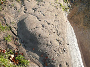 Otter footprints at Tarth Water
